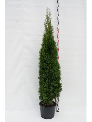 Tuja vakarinė (Lot Thuja occ.) 'Smaragd' C25 200-250 CM-TUJOS-SPYGLIUOČIAI