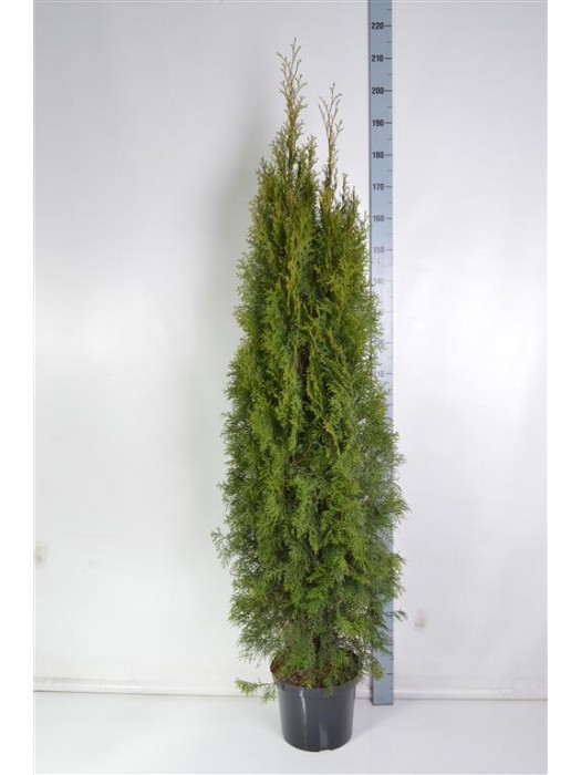 Tuja vakarinė (Lot Thuja occ.) 'Smaragd' C10 160-180 CM-TUJOS-SPYGLIUOČIAI