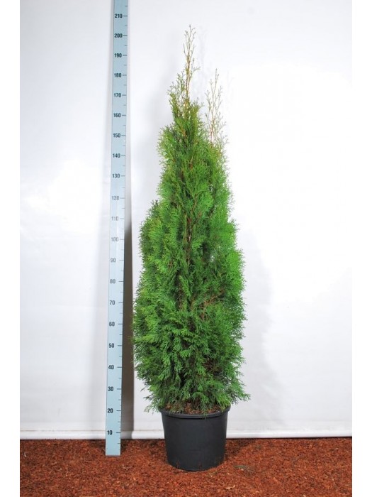Tuja vakarinė (Lot Thuja occ.) 'Smaragd' C15 140-160 CM-TUJOS-SPYGLIUOČIAI
