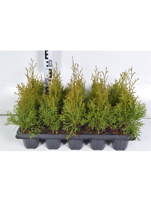 Tuja vakarinė (Lot Thuja occ.) 'Smaragd' P9 GROWTRAY-TUJOS-SPYGLIUOČIAI