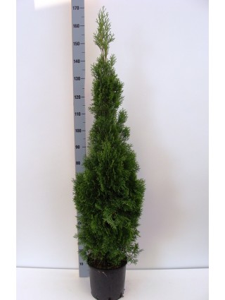 Tuja vakarinė (Lot Thuja occ.) 'Smaragd' C10 125-150 CM-TUJOS-SPYGLIUOČIAI