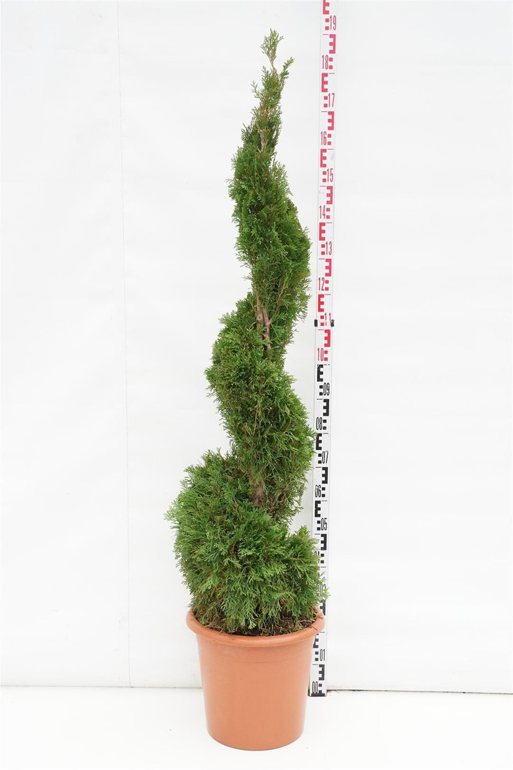 Tuja vakarinė (Lot Thuja occ.) 'Smaragd' SPIRAL C24-TUJOS-SPYGLIUOČIAI