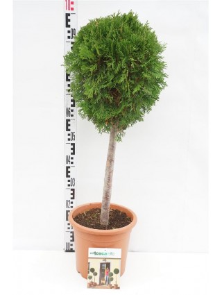 Tuja vakarinė (Lot Thuja occ.) 'Smaragd' C9 KOTAS 40 CM-TUJOS-SPYGLIUOČIAI