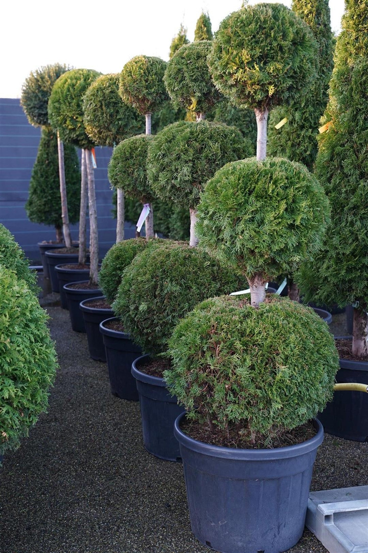 Tuja vakarinė (Lot Thuja occ.) 'Smaragd' TRIOBAL.