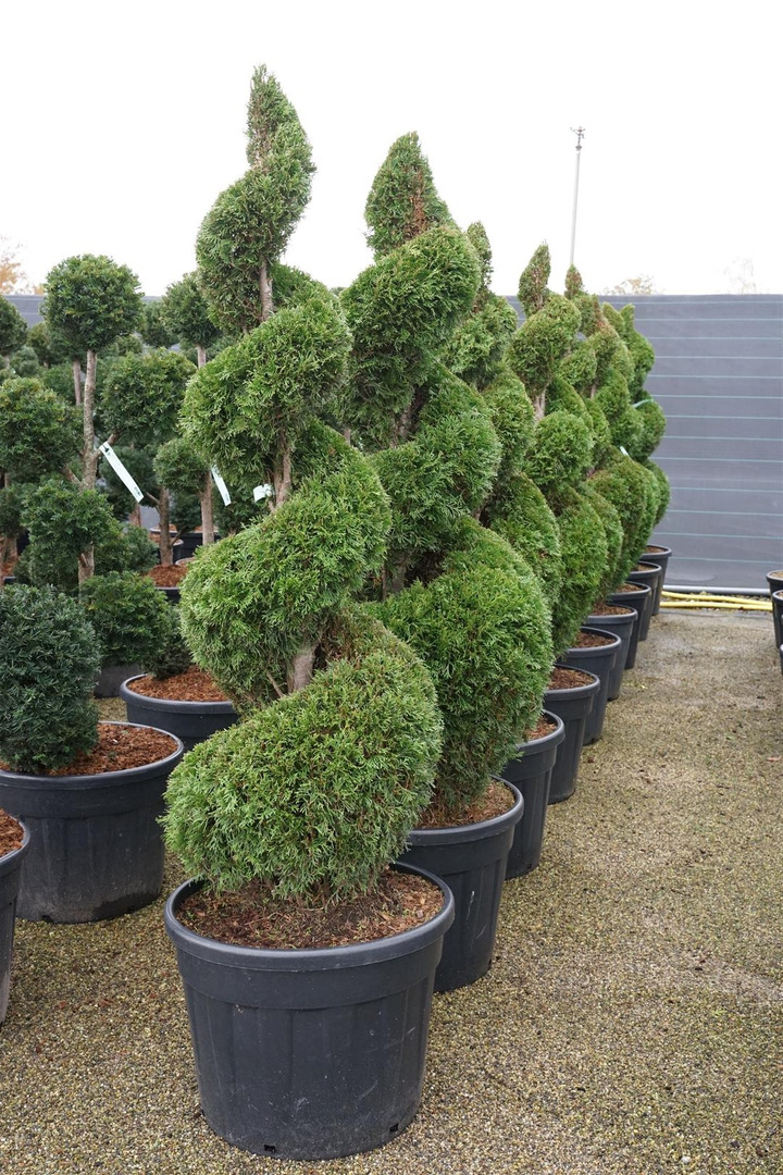 Tuja vakarinė (Lot Thuja occ.) 'Smaragd' SPIRAL 125-150 CM C90-TUJOS-SPYGLIUOČIAI