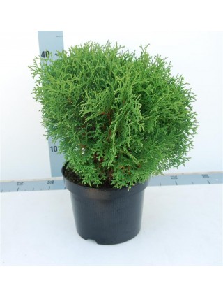 Tuja vakarinė (Lot Thuja occ.) 'Tiny Tim' C5/P23 30-40 CM-TUJOS-SPYGLIUOČIAI