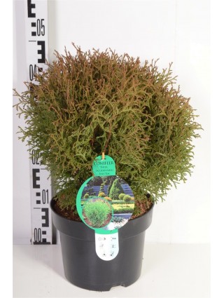 Tuja vakarinė (Lot Thuja occ.) 'Tiny Tim' C5/P23 30-40 CM-TUJOS-SPYGLIUOČIAI