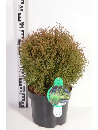 Tuja vakarinė (Lot Thuja occ.) 'Tiny Tim' C7,5/P26 30-40 CM-TUJOS-SPYGLIUOČIAI