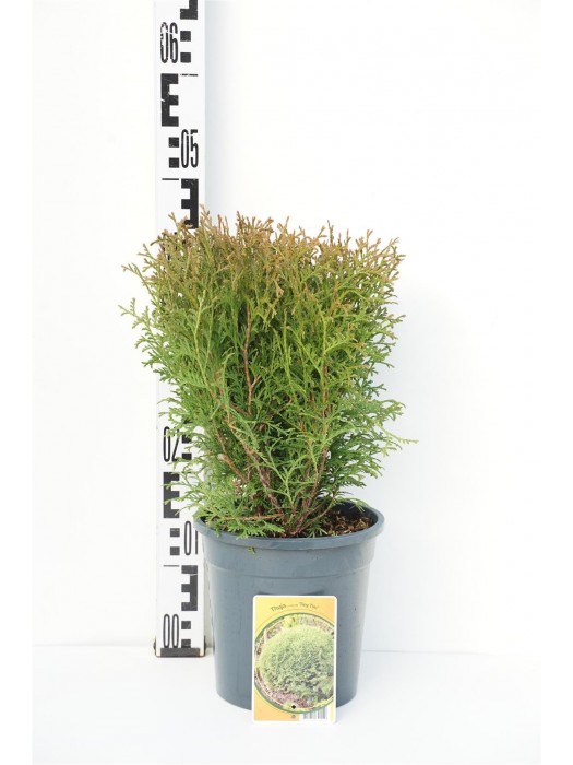 Tuja vakarinė (Lot Thuja occ.) 'Tiny Tim' C3/P19 25-30 CM-TUJOS-SPYGLIUOČIAI