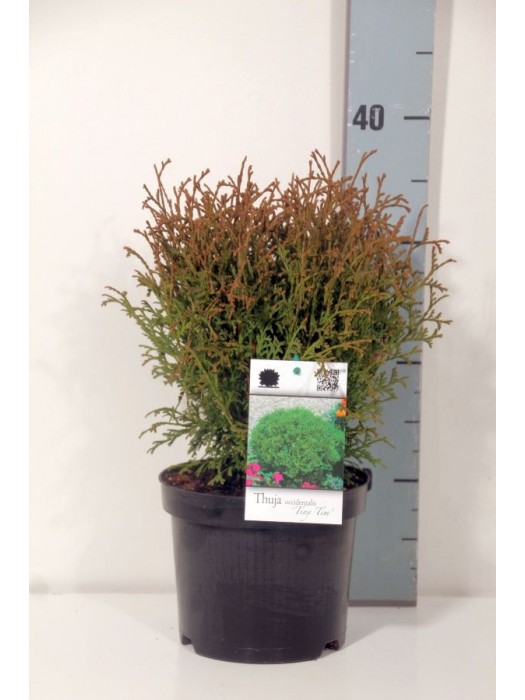 Tuja vakarinė (Lot Thuja occ.) 'Tiny Tim' C2/P17 15-20 CM-TUJOS-SPYGLIUOČIAI