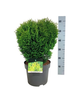 Tuja vakarinė (Lot Thuja occ.) 'Tiny Tim' C7,5/P26 30-40 CM-TUJOS-SPYGLIUOČIAI