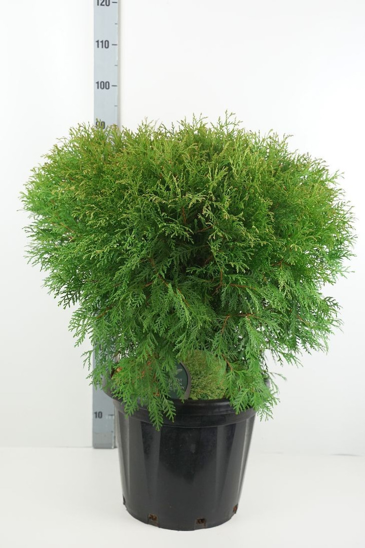 Tuja vakarinė (Lot Thuja occ.) 'Woodwardii' C25 60-70 CM-TUJOS-SPYGLIUOČIAI