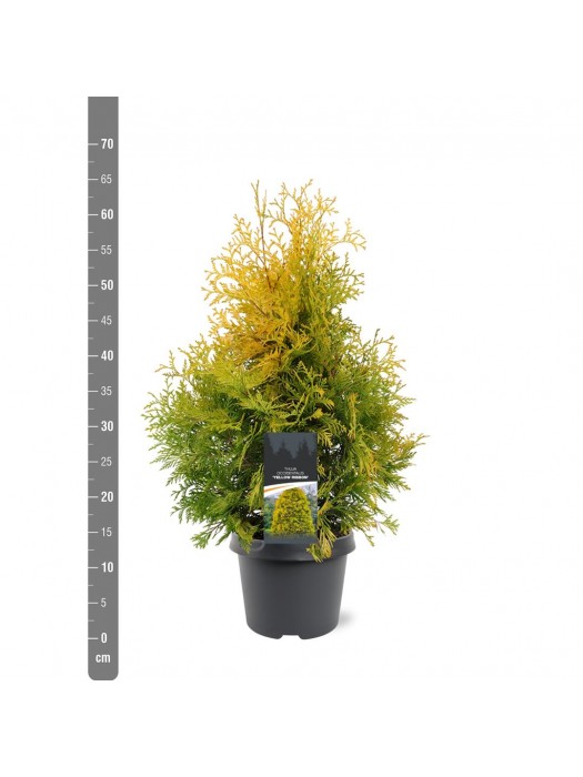 Tuja vakarinė (Lot Thuja occ.) 'Yellow Ribbon' C3/P19 30-40 CM-TUJOS-SPYGLIUOČIAI