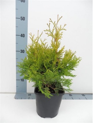 Tuja vakarinė (Lot Thuja occ.) 'Yellow Ribbon' C2/P17 20-25 CM-TUJOS-SPYGLIUOČIAI