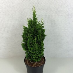 Tuja vakarinė (Lot Thuja occ.) 'Zmatlic' C3/P19 30-40 CM - nuotrauka 2