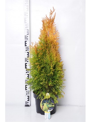 Tuja didžioji (Lot Thuja pl.) '4ever Goldy' C5/P23 40-50 CM-TUJOS-SPYGLIUOČIAI