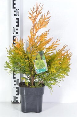 Tuja didžioji (Lot Thuja pl.) '4ever Goldy' C2/P17 25-30 CM - nuotrauka 2