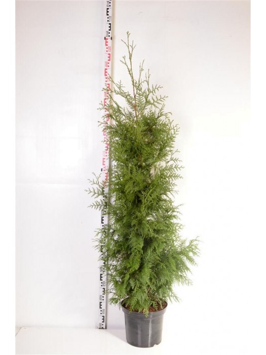 Tuja didžioji (Lot Thuja pl.) 'Excelsa' C12 150-175 CM-TUJOS-SPYGLIUOČIAI