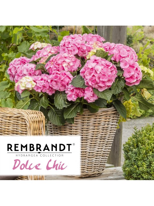 Didžialapė Hortenzija "REMBRANDT DOLCE CHIC" C15-REMBRANT® KOLEKCIJA-HORTENZIJOS