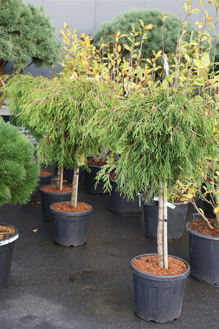 Tuja didžioji (Lot Thuja pl.) 'Kagers Beauty' C30 KOTAS 100 CM-TUJOS-SPYGLIUOČIAI