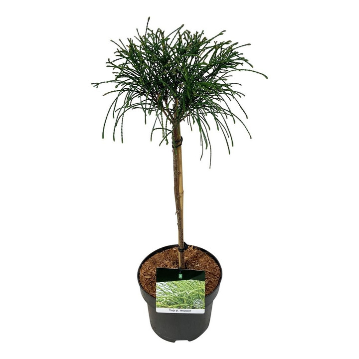 Tuja didžioji (Lot Thuja pl.) 'Whipcord' C5/P23 KOTAS 40 CM-TUJOS-SPYGLIUOČIAI