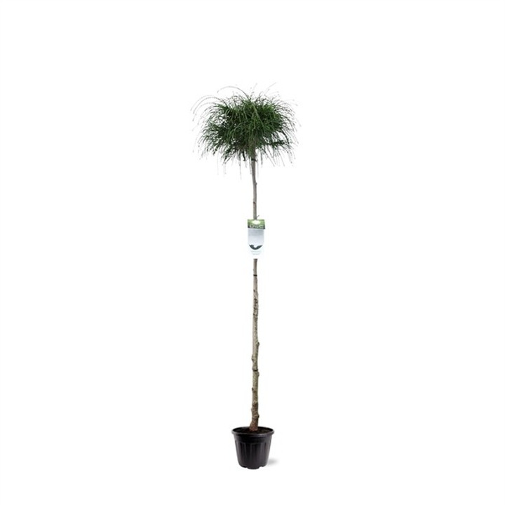 Tuja didžioji (Lot Thuja pl.) 'Whipcord' 1C18 KOTAS 80 CM-TUJOS-SPYGLIUOČIAI