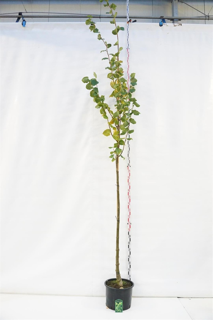 Liepa europinė (Lot Tilia europaea) 'Pallida' C35 KOTO APIMTIS 10-12 CM-LIEPA-MEDŽIAI