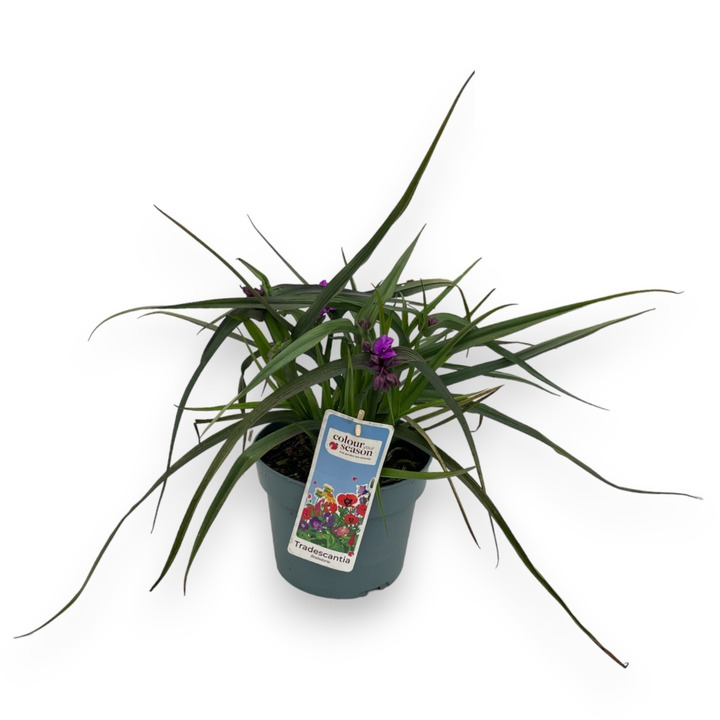 Tradeskantė (Lot Tradescantia andersoniana) 'JS® Brainstorm' C3/P19 | KITI | DAUGIAMETĖS GĖLĖS