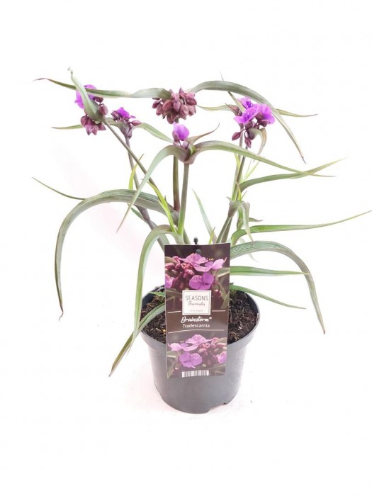 Tradeskantė (Lot Tradescantia andersoniana) 'JS® Brainstorm' C2/P17-KITI-DAUGIAMETĖS GĖLĖS