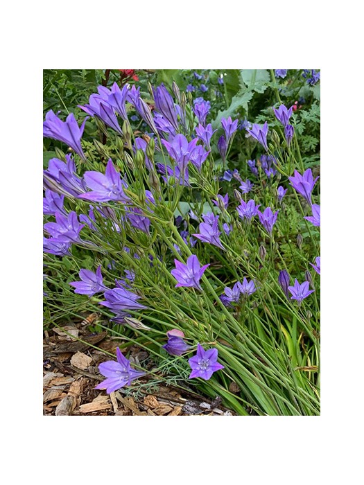 Tiarėlės (Lot Triteleia) 'Corrina'-KITI-DAUGIAMETĖS GĖLĖS