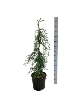 Cūga kanadinė (Lot Tsuga can.) 'Pendula' C15 80-100 CM-CŪGOS-SPYGLIUOČIAI