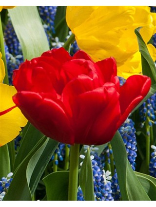 Tulpės (Lot Tulipa) 'Abba'-TULPĖS-SVOGŪNINĖS GĖLĖS