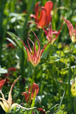Tulpės acuminata (Lot Tulipa acuminata)-TULPĖS-SVOGŪNINĖS GĖLĖS