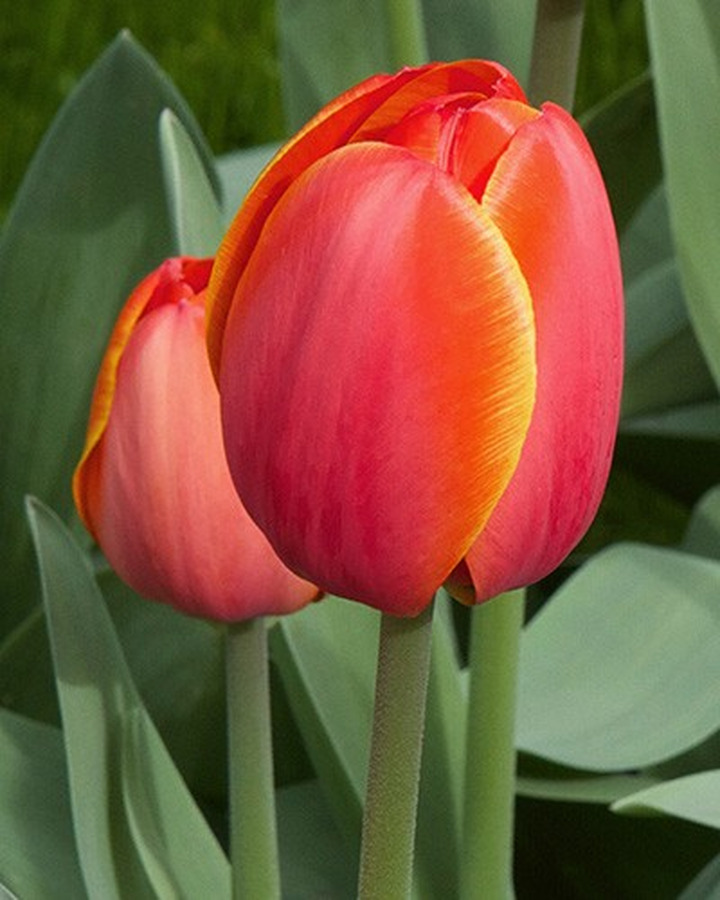 Tulpės (Lot Tulipa) 'Ad Rem'-TULPĖS-SVOGŪNINĖS GĖLĖS