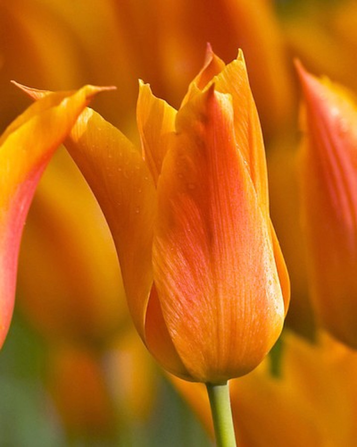 Tulpės (Lot Tulipa) 'Ballerina'-TULPĖS-SVOGŪNINĖS GĖLĖS