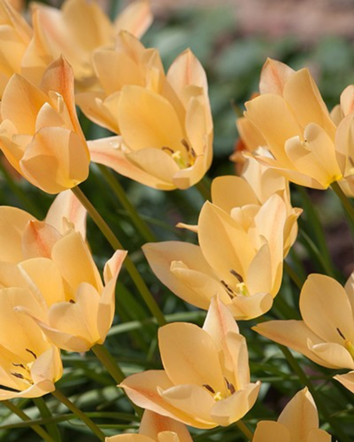 Tulpės (Lot Tulipa) 'Bright Gem'-TULPĖS-SVOGŪNINĖS GĖLĖS