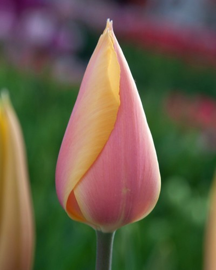 Tulpės (Lot Tulipa) 'Blushing Lady'-TULPĖS-SVOGŪNINĖS GĖLĖS