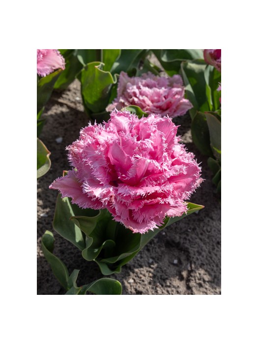 Tulpės (Lot Tulipa) 'Cairns'-TULPĖS-SVOGŪNINĖS GĖLĖS