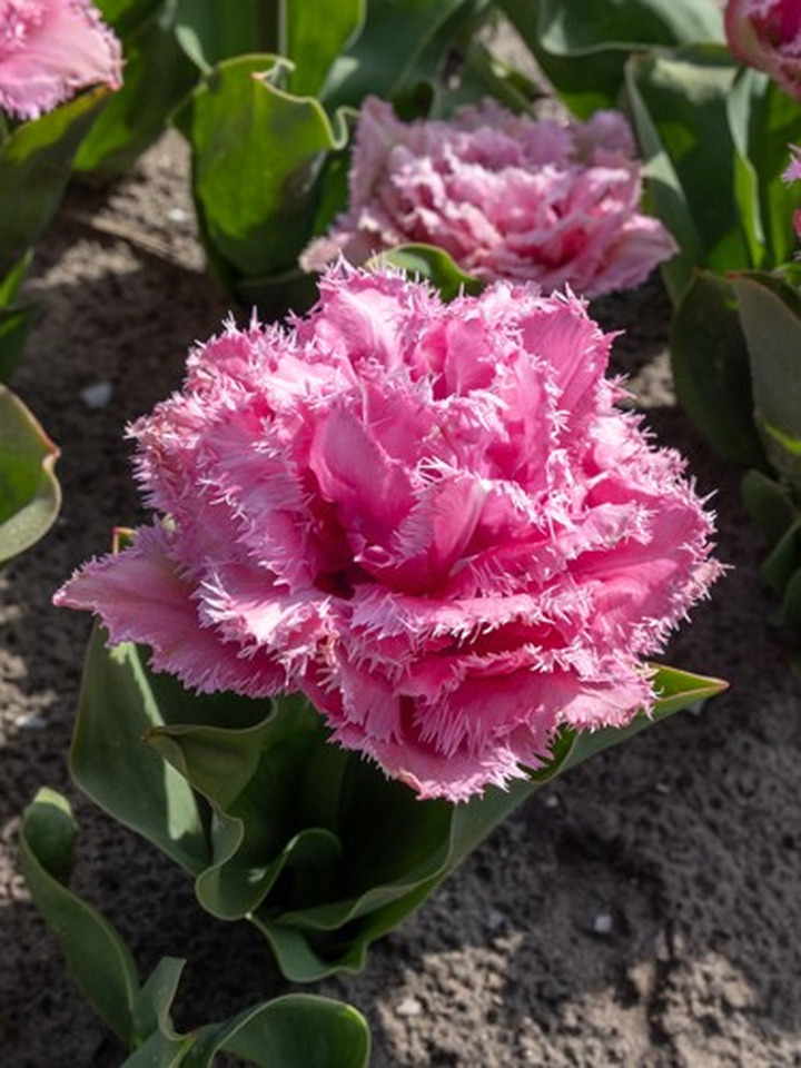 Tulpės (Lot Tulipa) 'Cairns'-TULPĖS-SVOGŪNINĖS GĖLĖS
