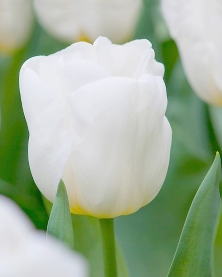 Tulpės (Lot Tulipa) 'Calgary'-TULPĖS-SVOGŪNINĖS GĖLĖS
