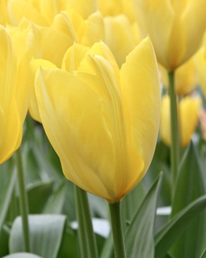 Tulpės (Lot Tulipa) 'Candela'-TULPĖS-SVOGŪNINĖS GĖLĖS