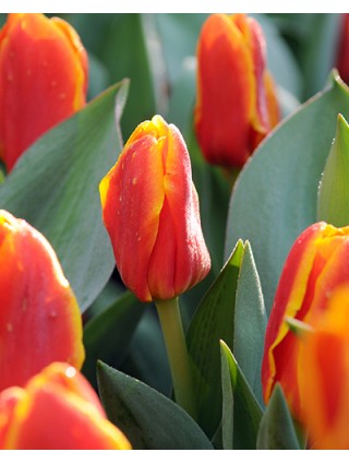 Tulpės (Lot Tulipa) 'Cape Cod'-TULPĖS-SVOGŪNINĖS GĖLĖS