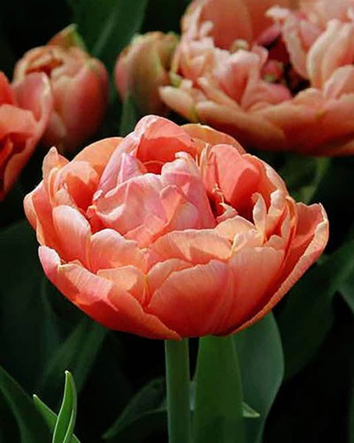 Tulpės (Lot Tulipa) 'Copper Image'-TULPĖS-SVOGŪNINĖS GĖLĖS