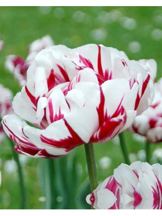 Tulpės (Lot Tulipa) 'Carnaval de Nice'-TULPĖS-SVOGŪNINĖS GĖLĖS