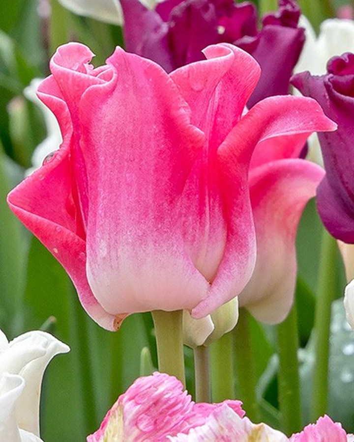 Tulpės (Lot Tulipa) 'Crown of Dynasty'-TULPĖS-SVOGŪNINĖS GĖLĖS