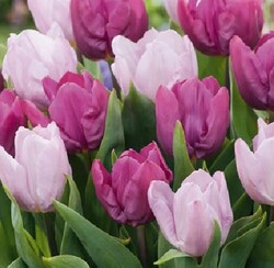Tulpės (Lot Tulipa) 'Candy Purple Prince'-TULPĖS-SVOGŪNINĖS GĖLĖS
