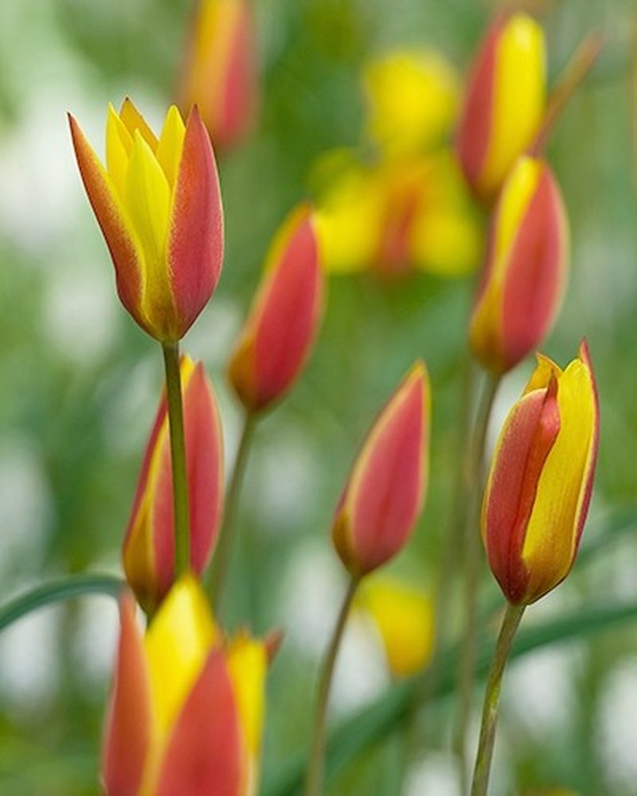 Botaninė tulpė (Lot Tulipa clusiana) 'Tubergen's Gem'-TULPĖS-SVOGŪNINĖS GĖLĖS