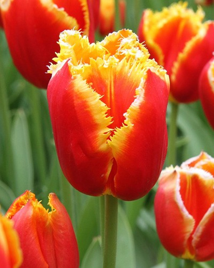 Tulpės (Lot Tulipa) 'Davenpoort'-TULPĖS-SVOGŪNINĖS GĖLĖS