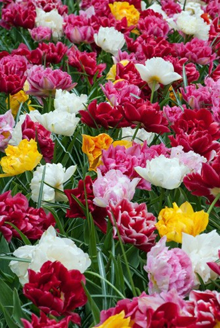 Tulpės Double Early mix (Lot Tulipa Double Early mix)-TULPĖS-SVOGŪNINĖS GĖLĖS