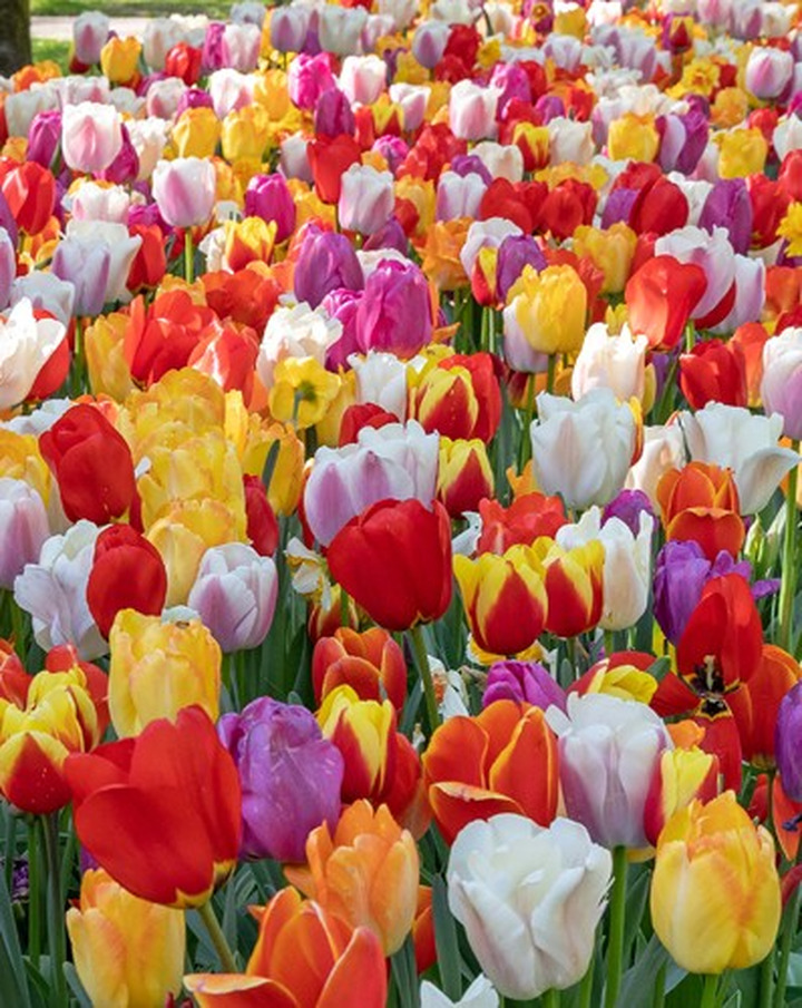Tulpės Darwin Hybr. gemengd (Lot Tulipa Darwin Hybr.